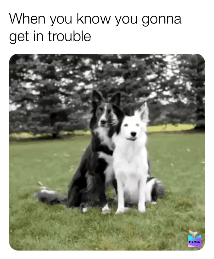 Meme shared by @crackinmemes
