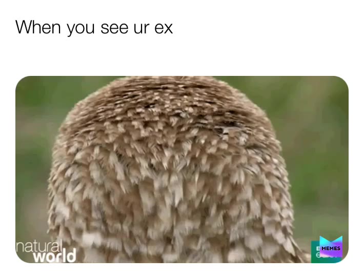 Meme shared by @crackinmemes