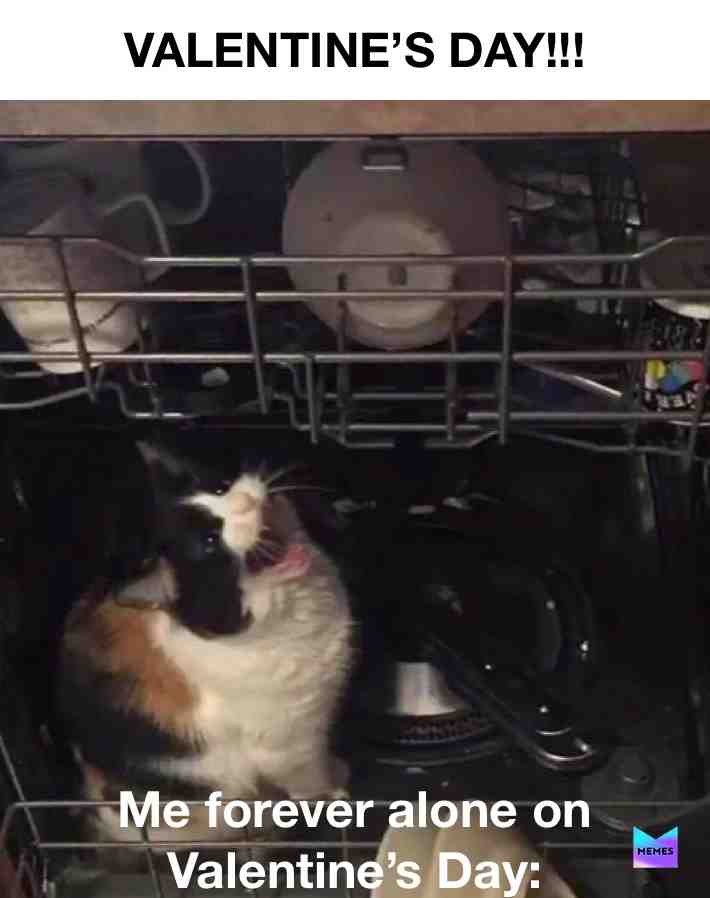 On a real note 💔😓😂 #lol #funny #lolmemesdaily #cute #cat