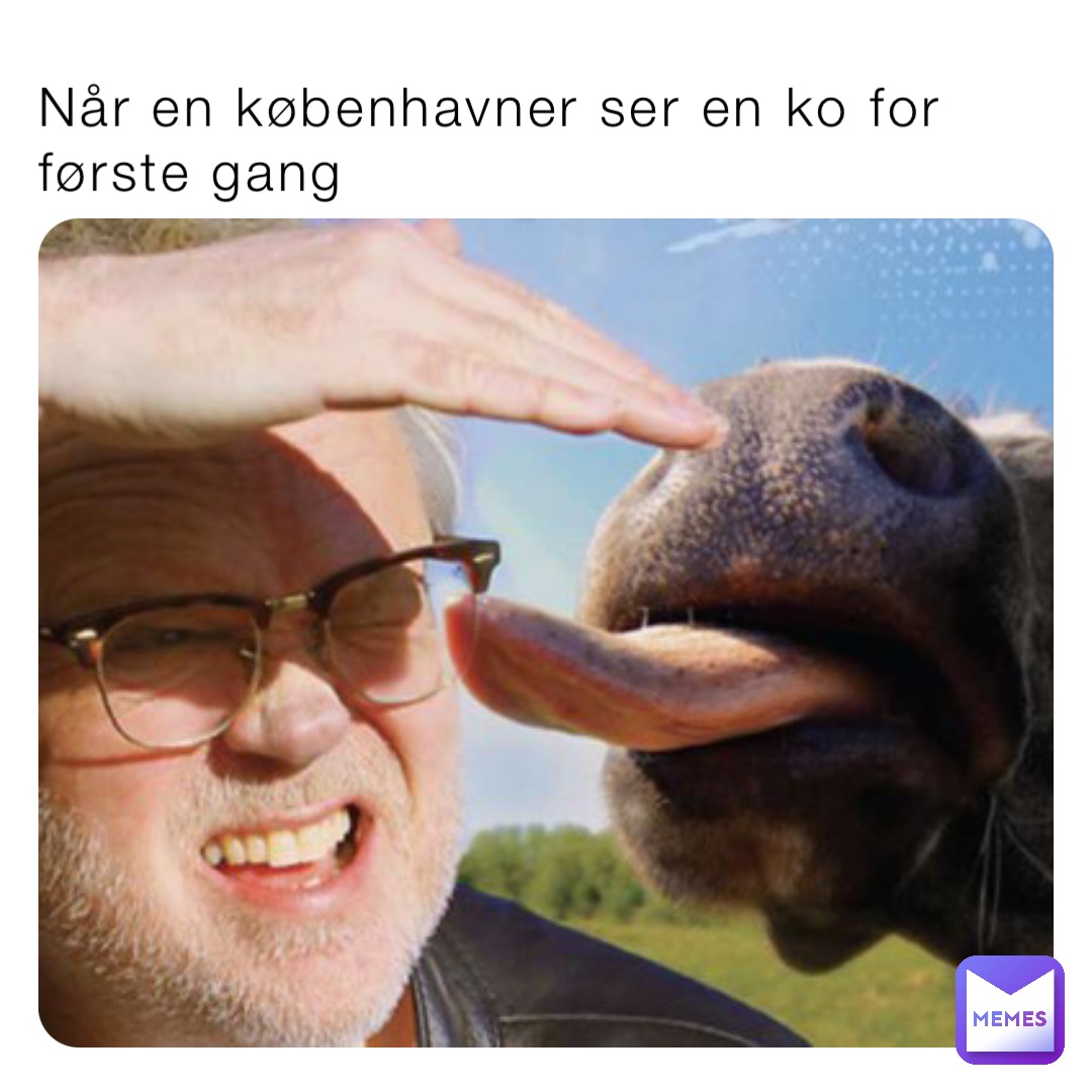 Når en københavner ser en ko for første gang