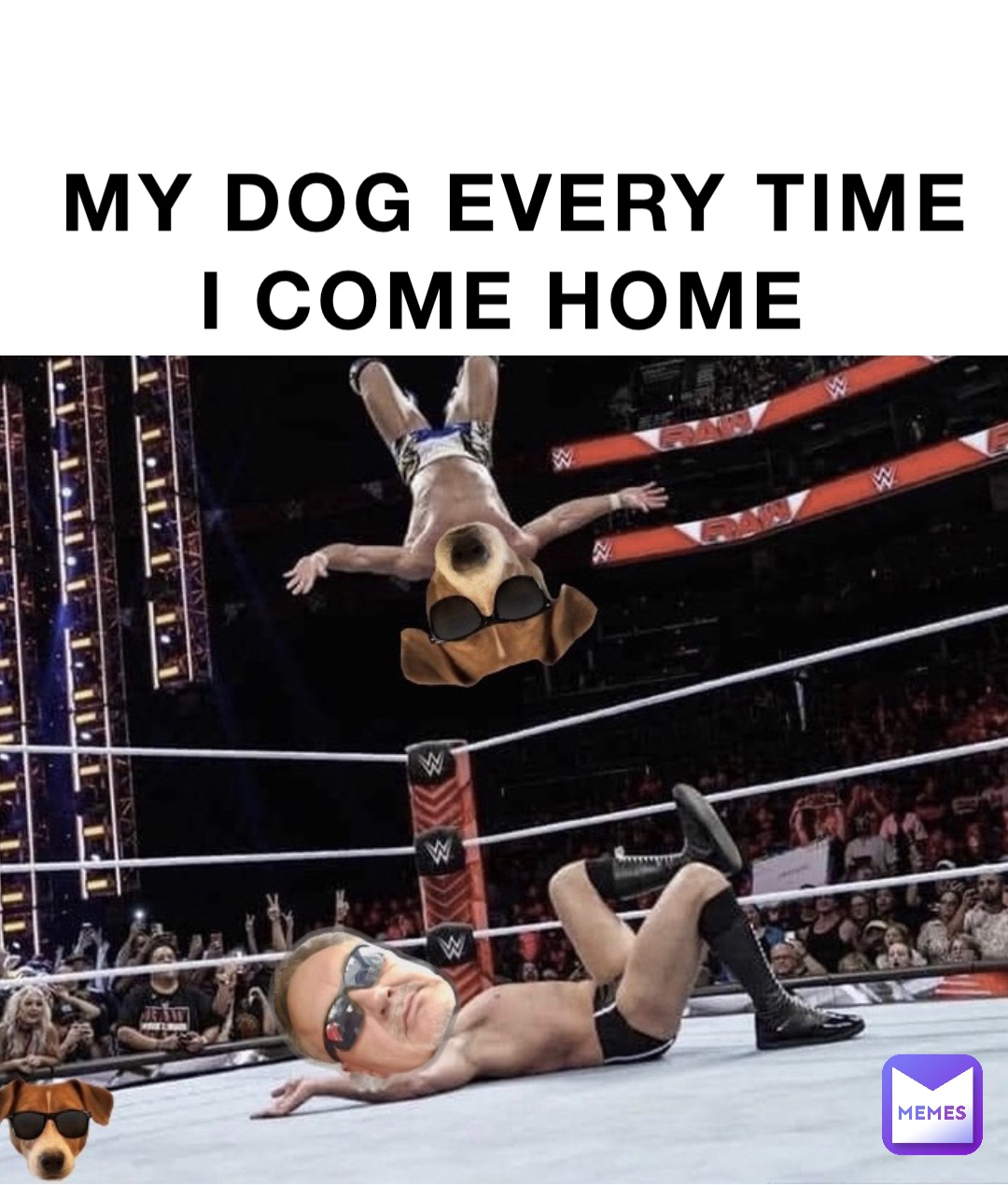 My dog every time I come home