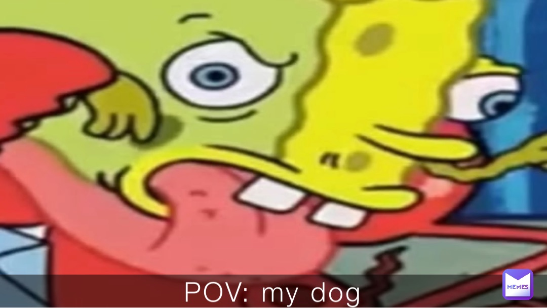 POV: my dog