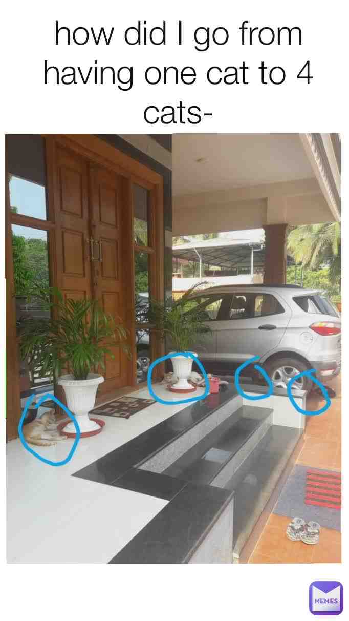 All of these 3 cats once used to be my cat's enemy... they always used to attack her but now they're friends... so basically now I have 3 Brown and white cats (one of them is under the car) and a black and white one... but I didn't go to touch any of them bc they're still scared of me they panic when I get near so I'm gonna give them some time to adjust. My cat is the one that's in the front. The one that's super close to me.