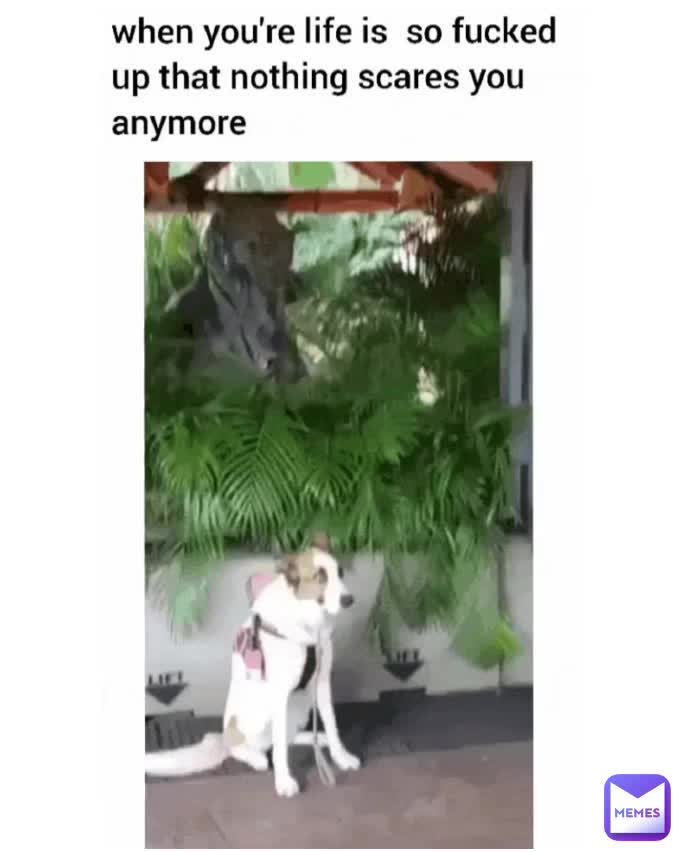 My whole life in one meme: