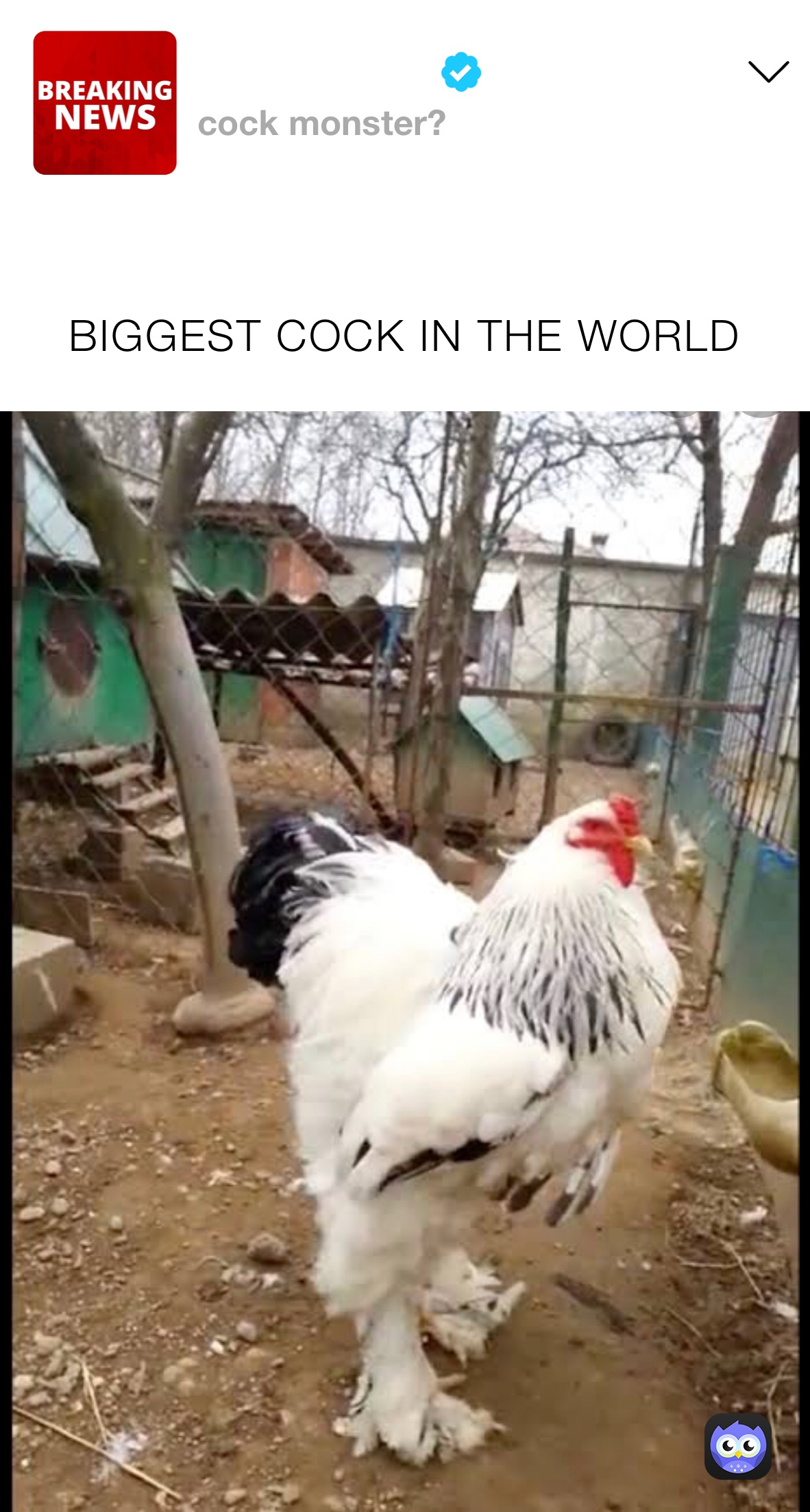
BIGGEST COCK IN THE WORLD