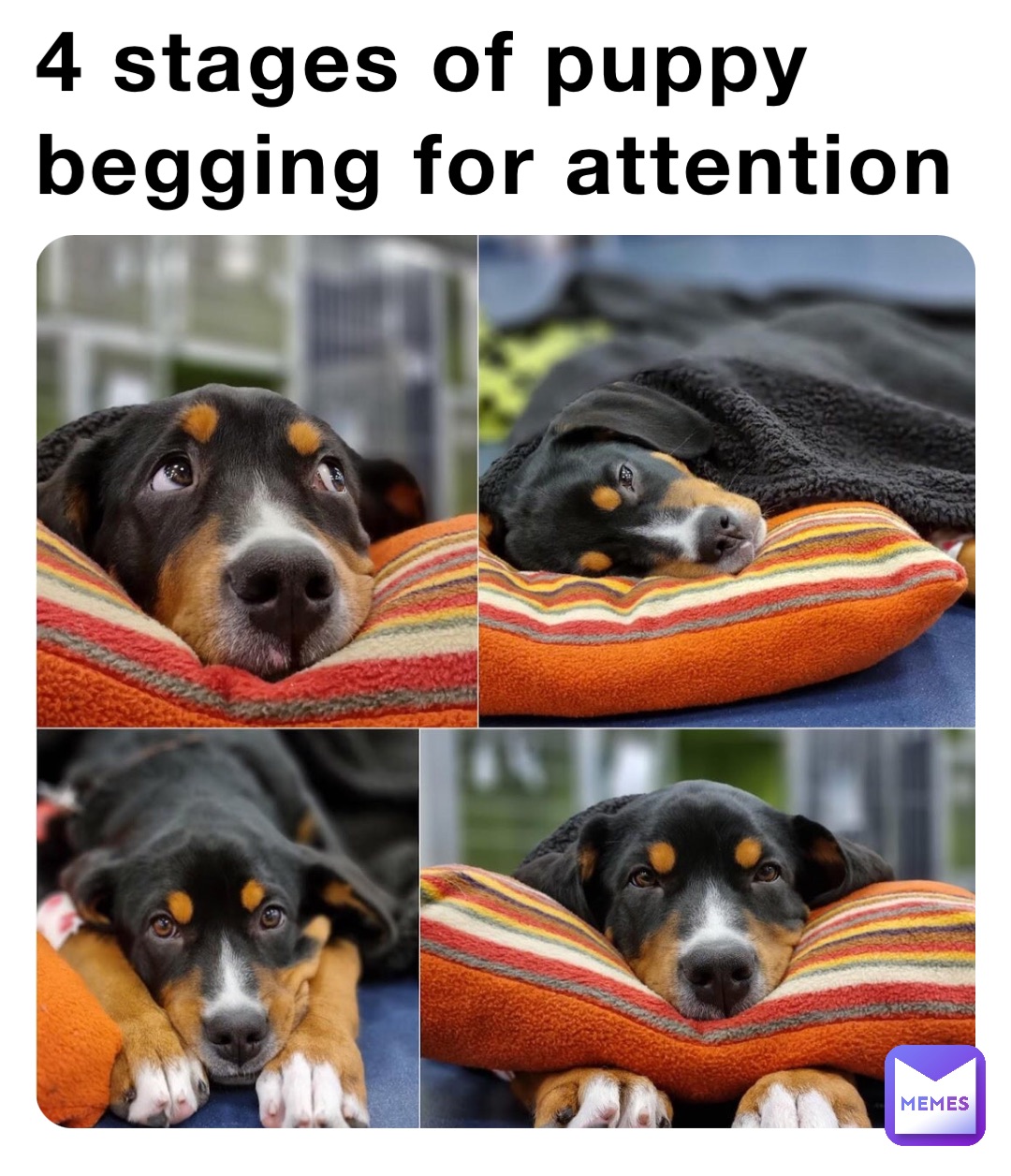 4 stages of puppy begging for attention