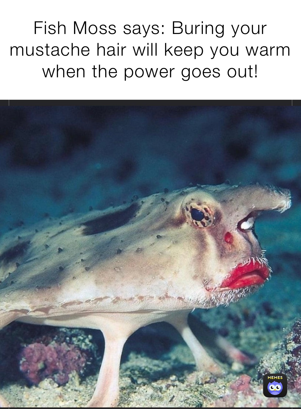 Fish Moss Says Buring Your Mustache Hair Will Keep You Warm When The Power Goes Out Jjf Memes