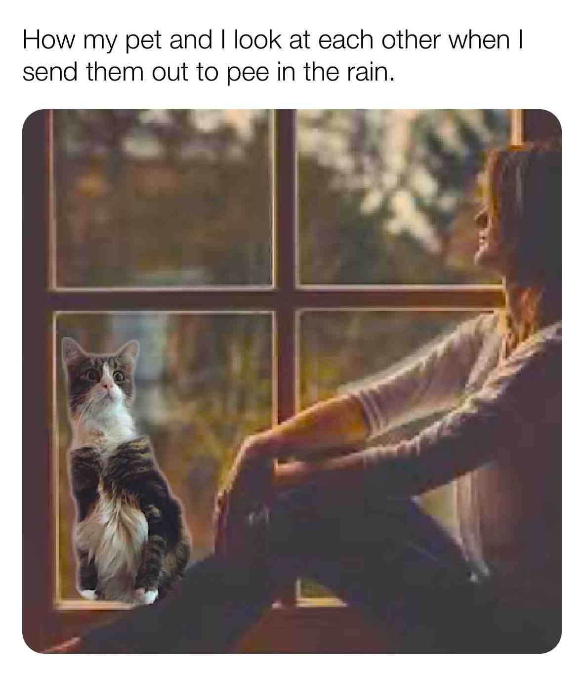 #rain #pets #cat #memes