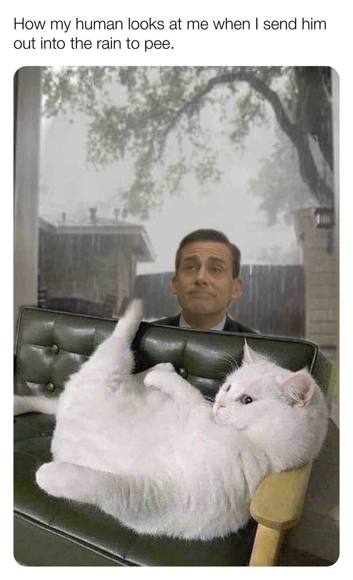 #rain #memes #cat