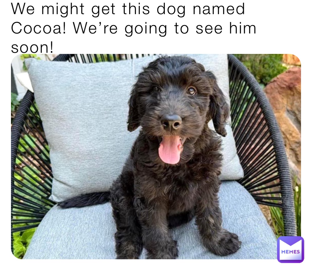 We might get this dog named Cocoa! We’re going to see him soon!