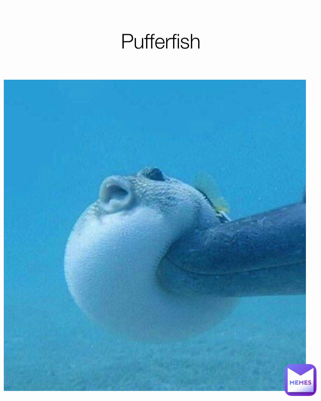 Pufferfish