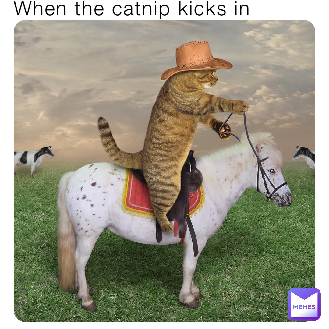 When the catnip kicks in