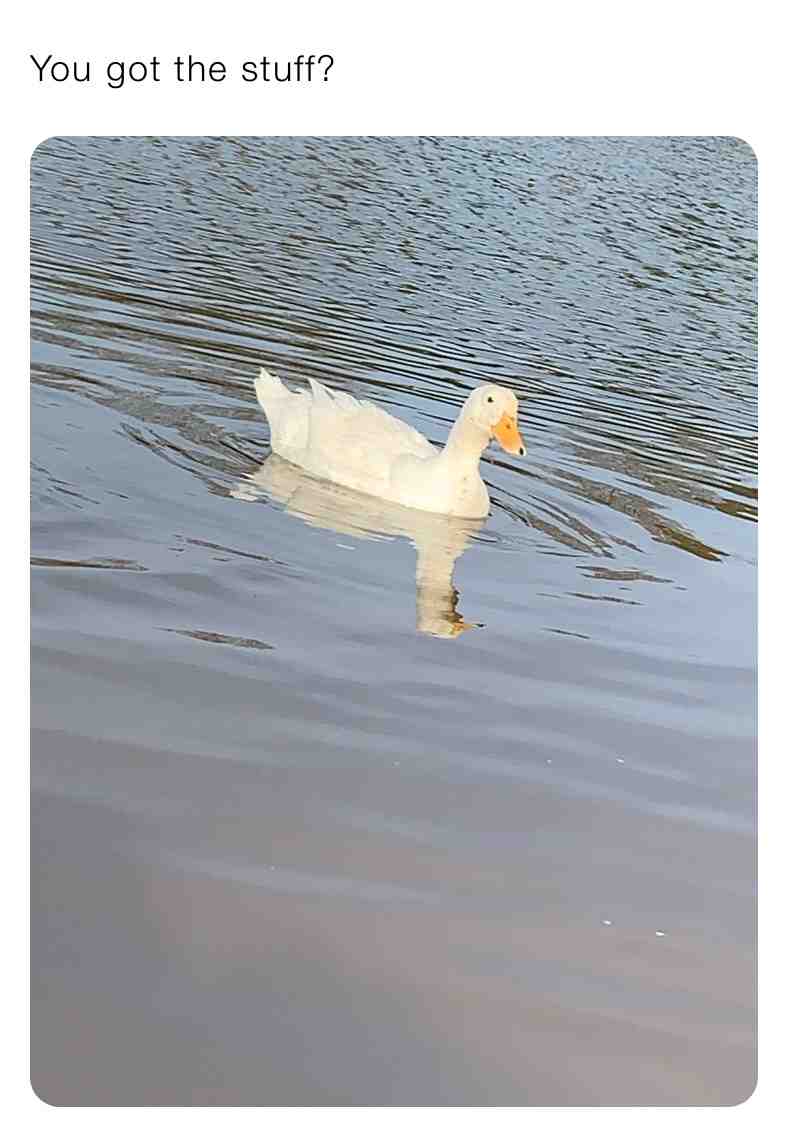 When the duck wants his food