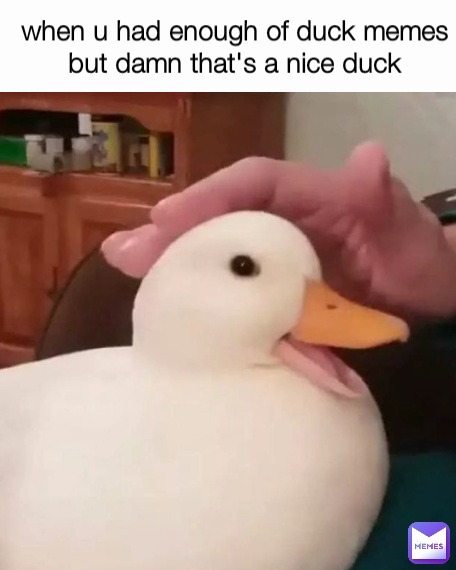 when u had enough of duck memes but damn that's a nice duck