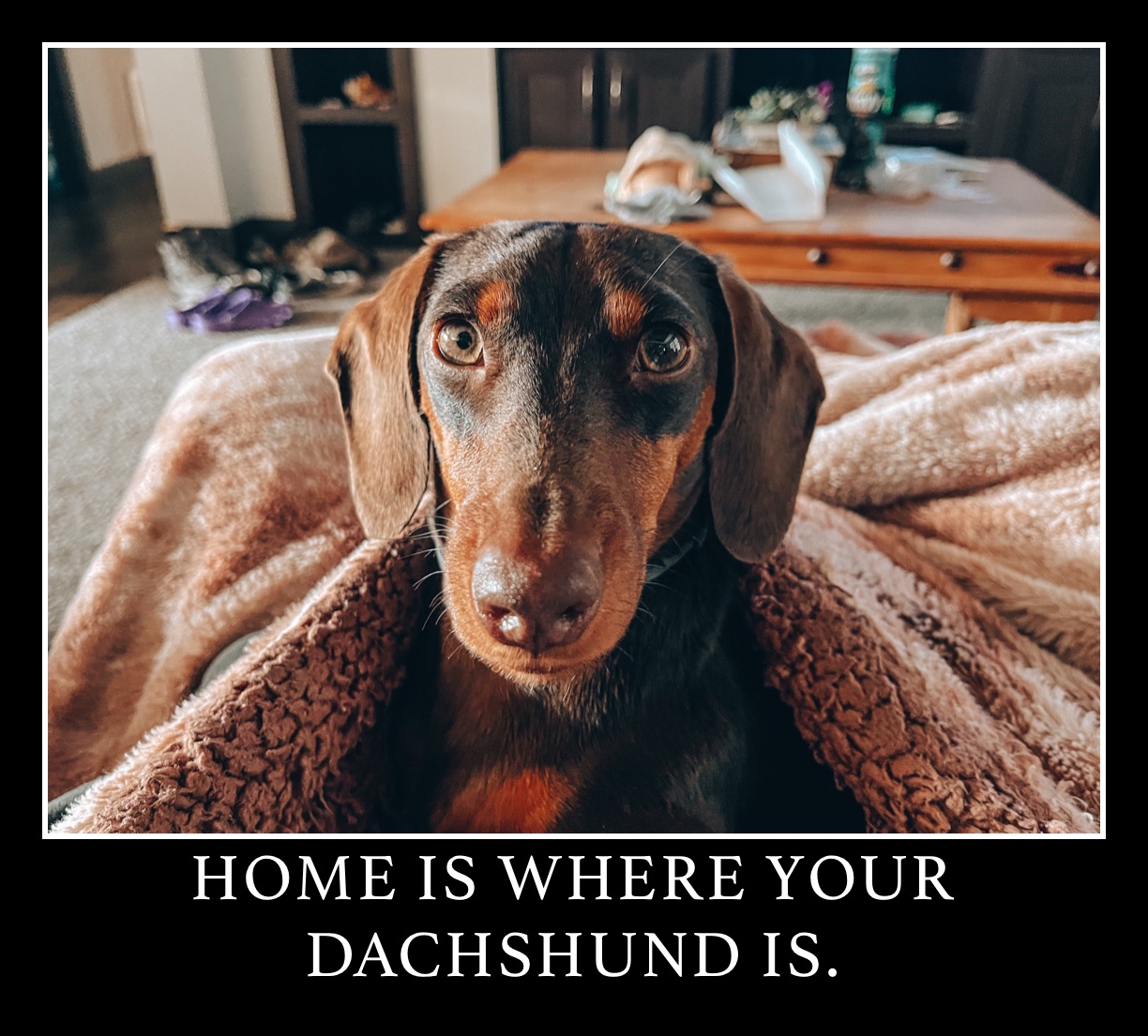 HOME IS WHERE YOUR DACHSHUND IS. 