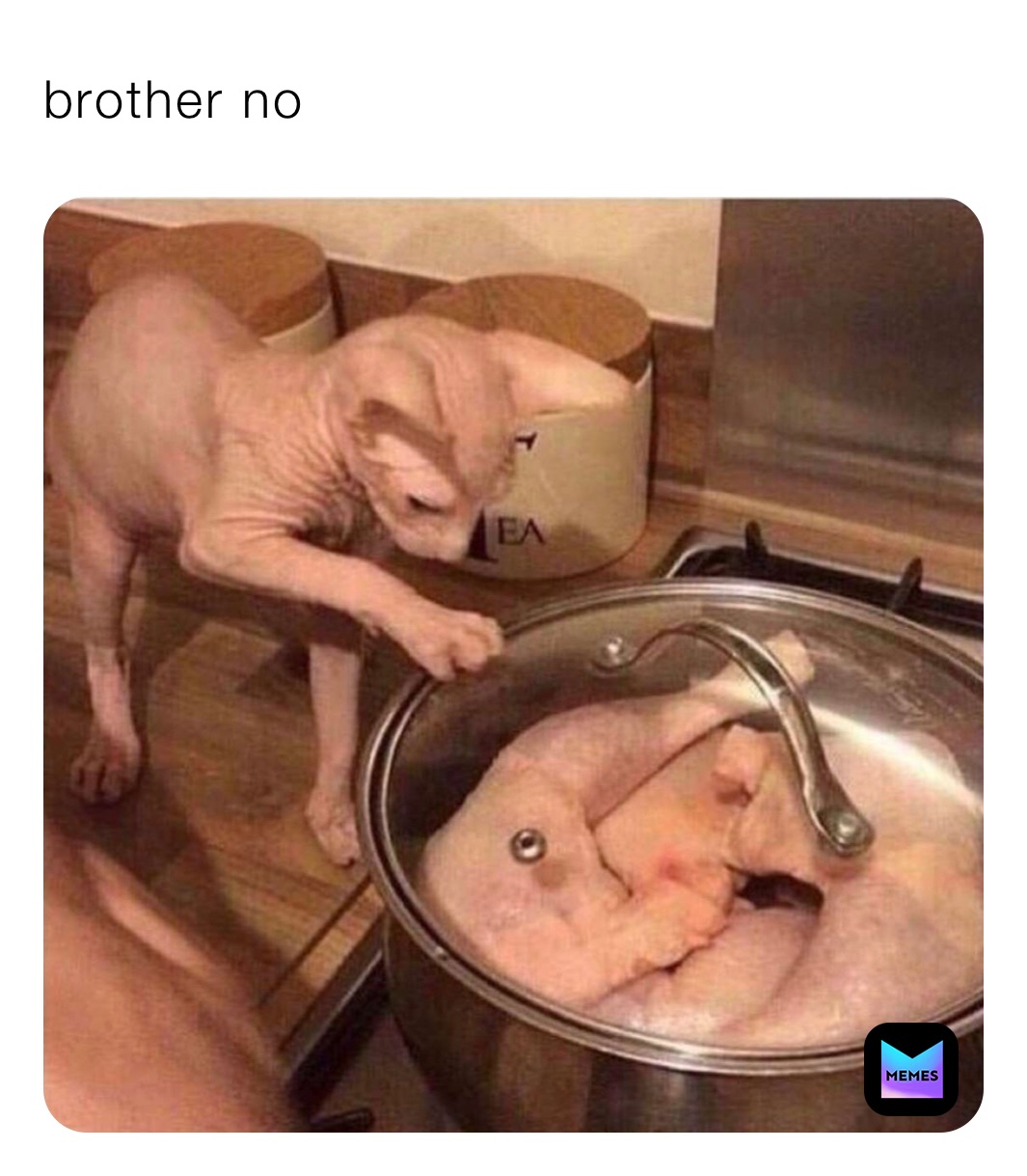 Meme by ayo.meme.check