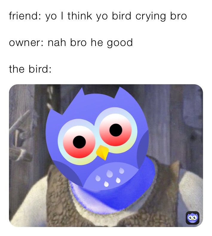 friend: yo I think yo bird crying bro

owner: nah bro he good

the bird: