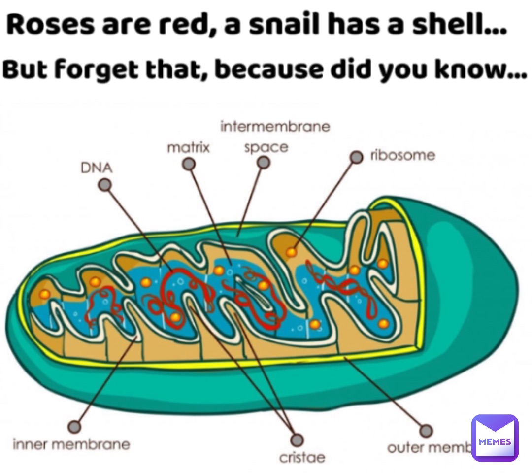 Meme by FurinaPurrina_Chan