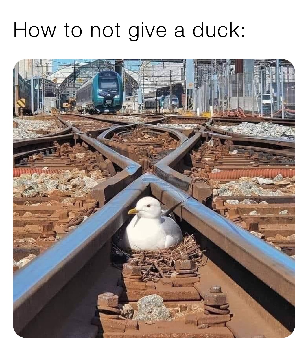 How to not give a duck: