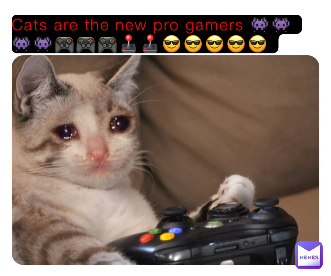 Cats are the new pro gamers 👾👾👾👾🎮🎮🎮🕹🕹😎😎😎😎😎