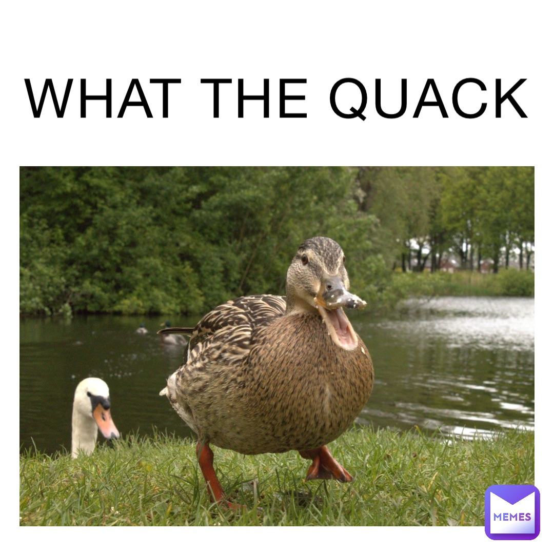 WHAT THE QUACK