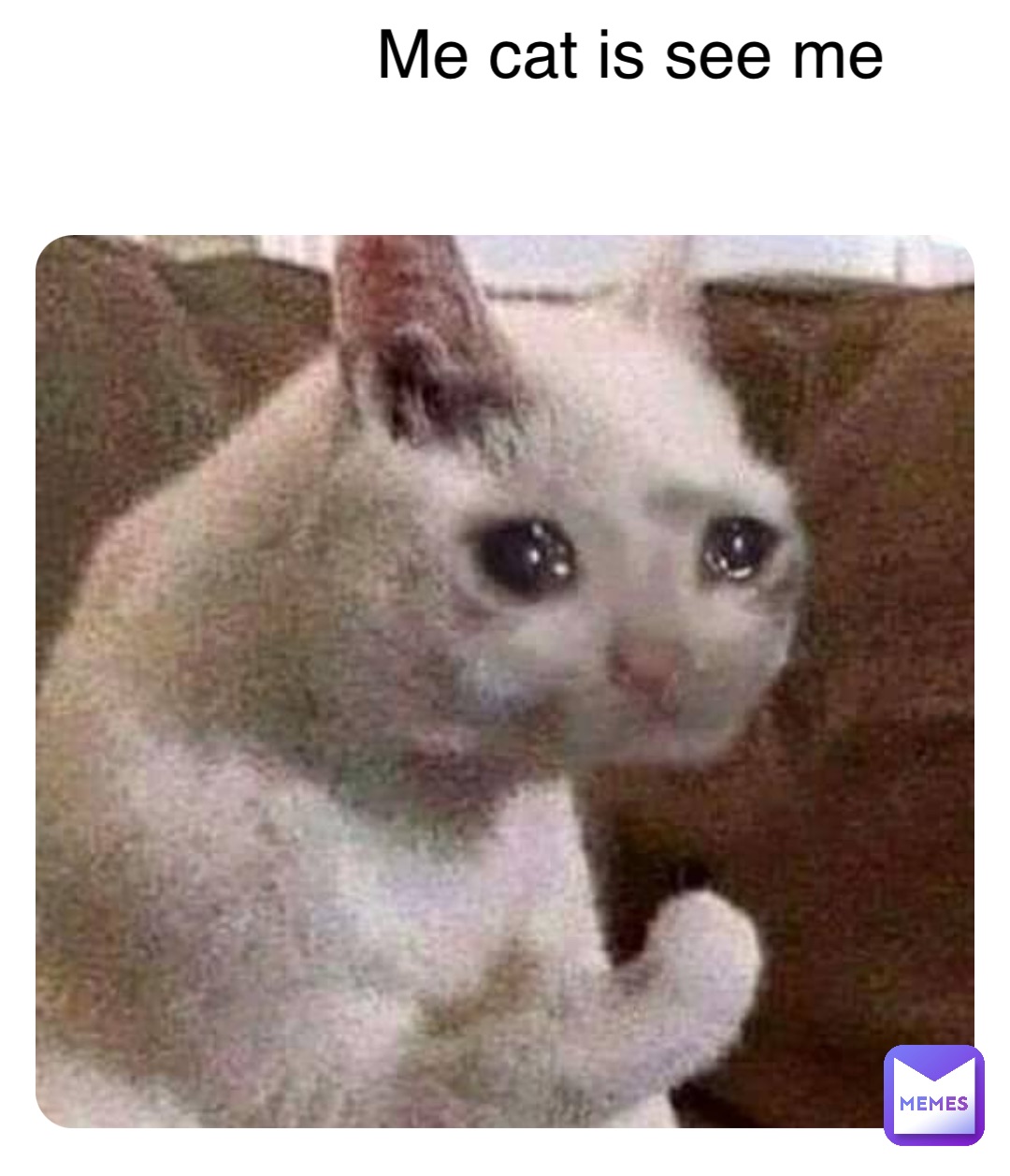 Double tap to edit Me cat is see me