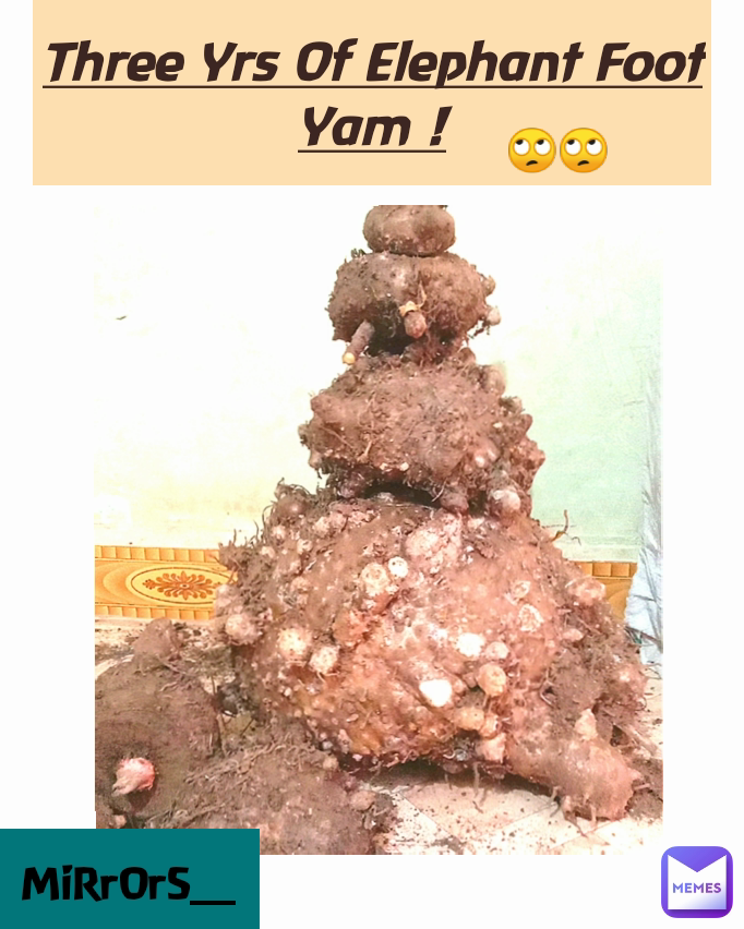 MiRrOrS__ Three Yrs Of Elephant Foot Yam ! 🙄🙄