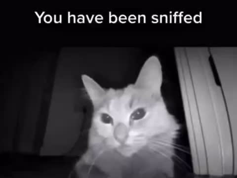 Meme preview