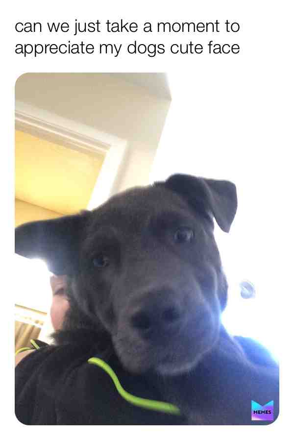 #icantbreathe #icantbreathe #cutedoggo #cutedoggo