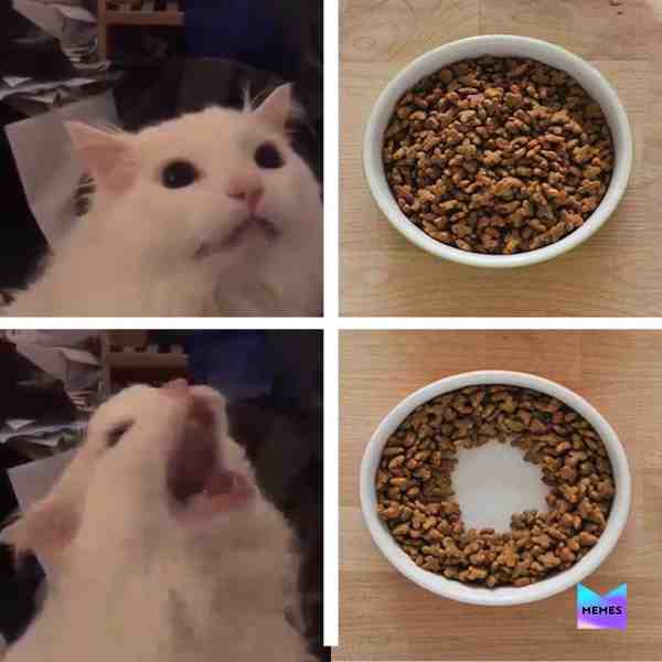 My cat be like