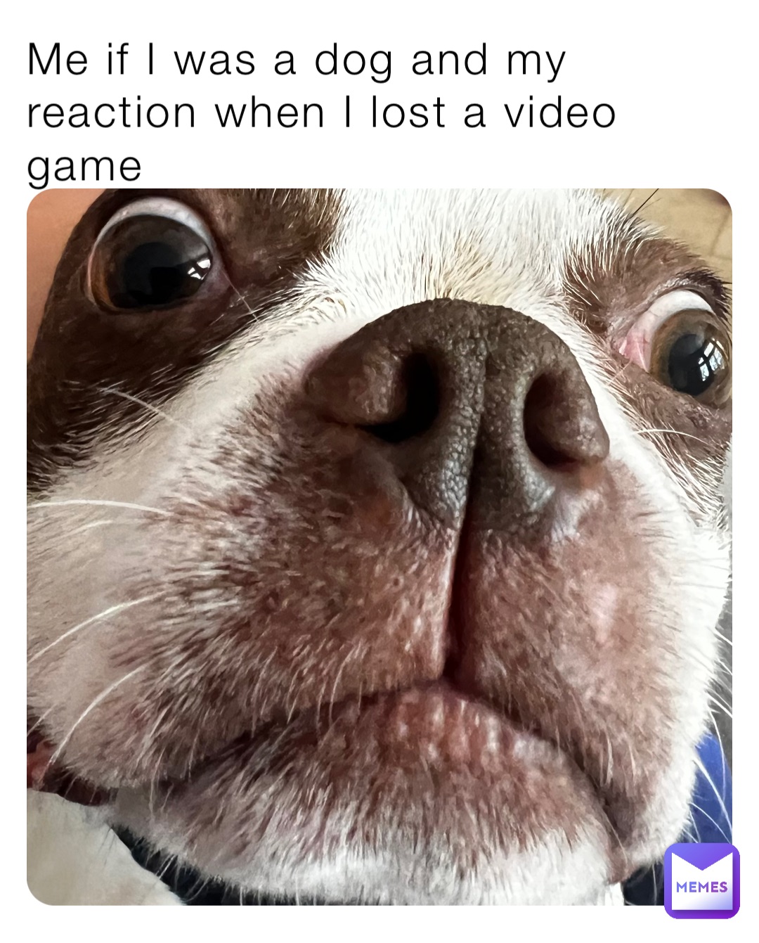 Me if I was a dog and my reaction when I lost a video game