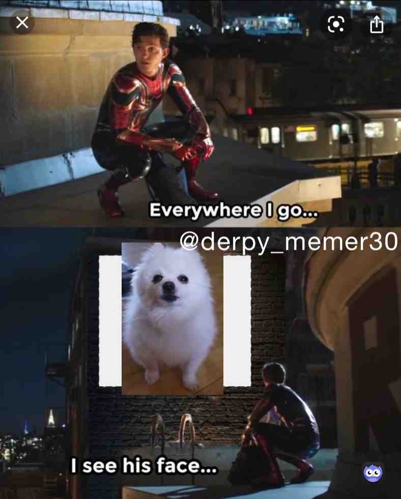Repost if u miss Gabe the borking doggo