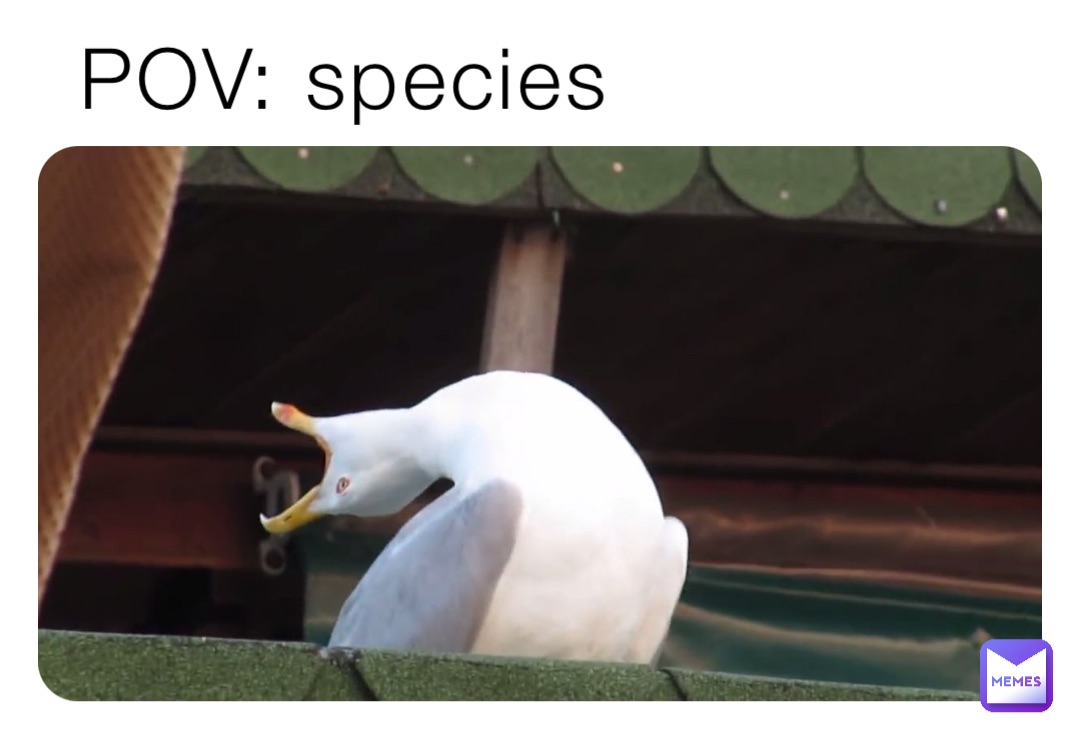 POV: species