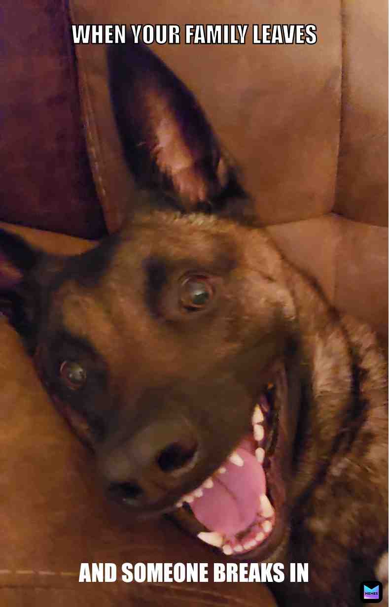 When your K9 finally gets to biteππ β #K9 β #malinois β #bitework β #manbestfriend β #goodboy