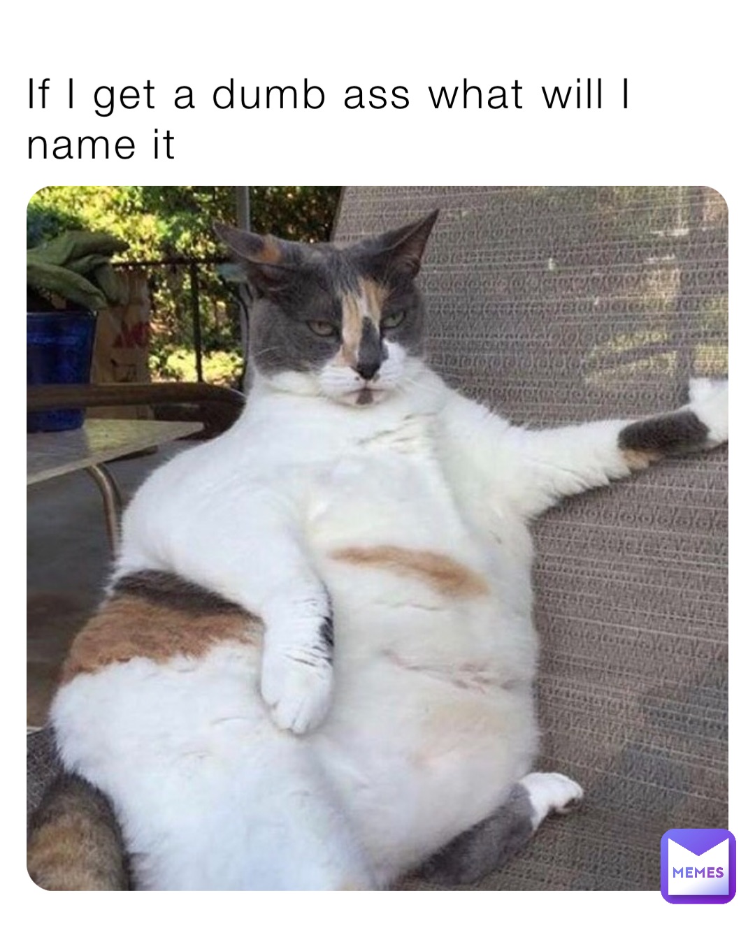 If I get a dumb ass what will I name it