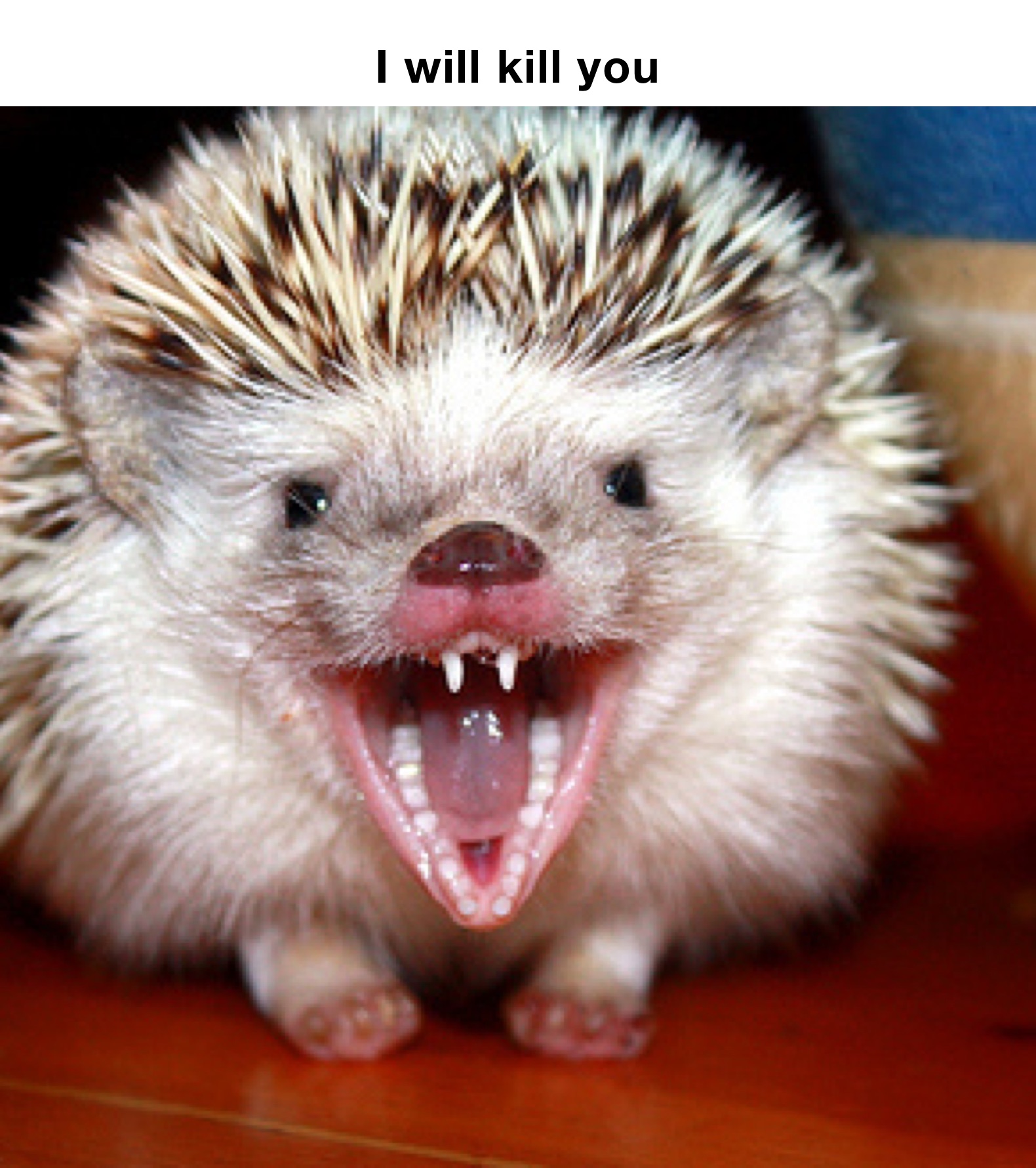 I will kill you