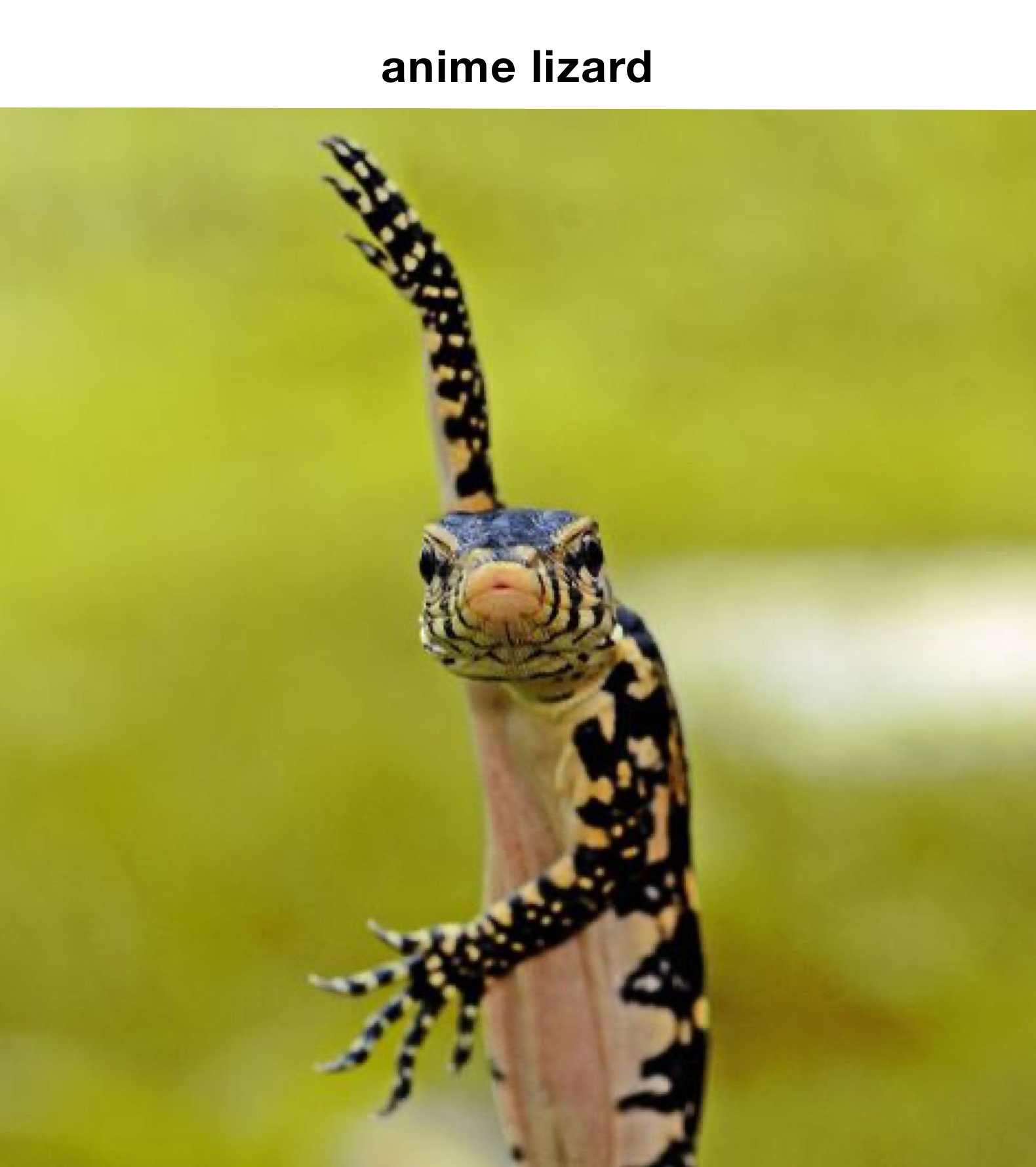 anime lizard