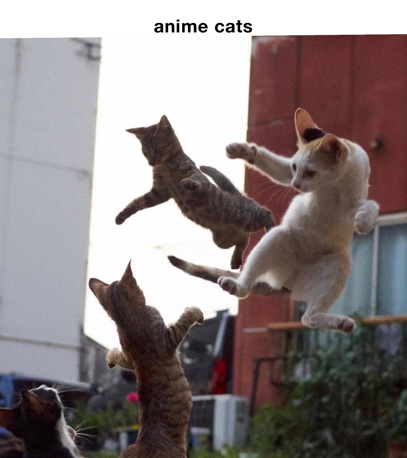 anime cats