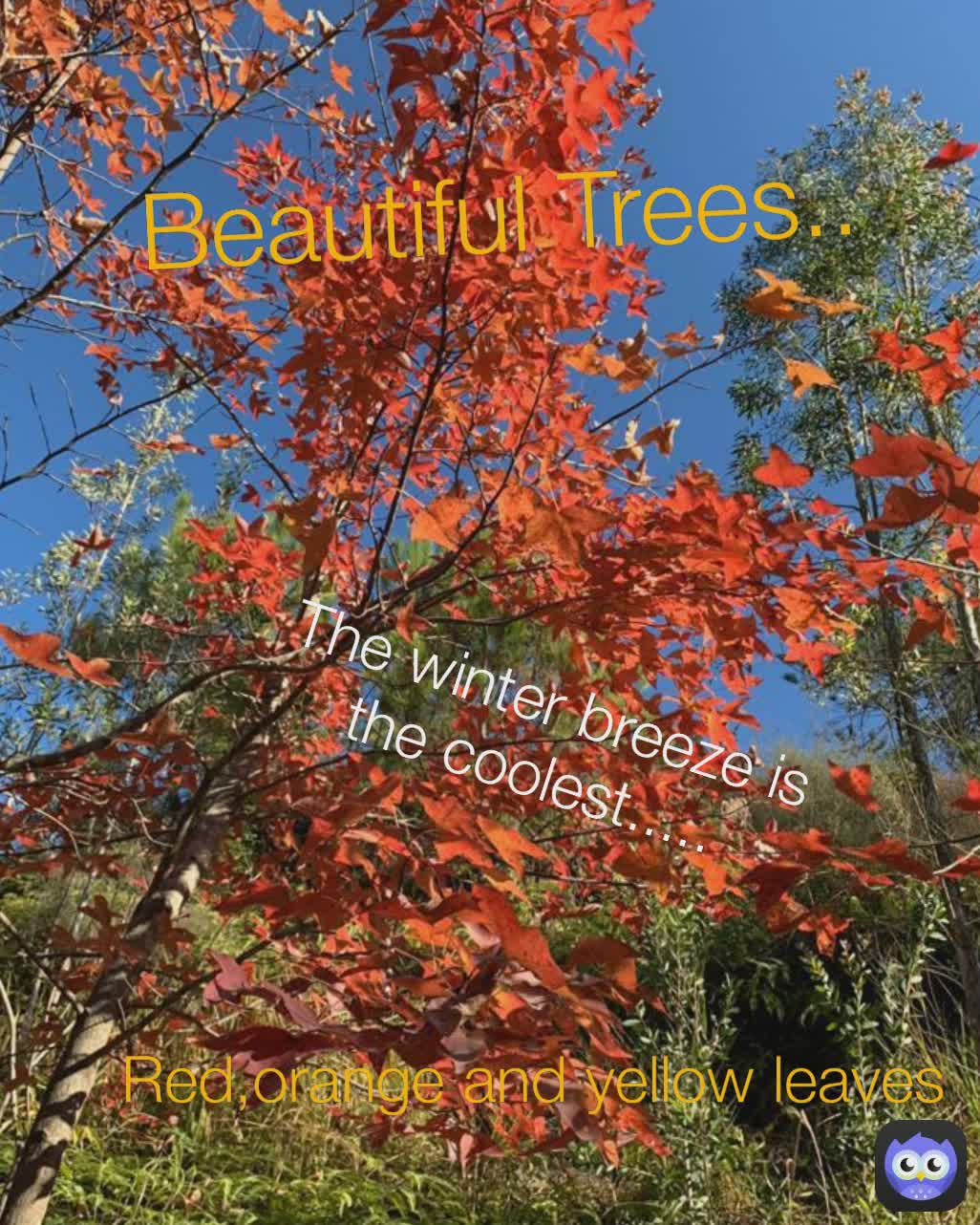 Beautiful Trees..
 Red,orange and yellow leaves The winter breeze is the coolest.....