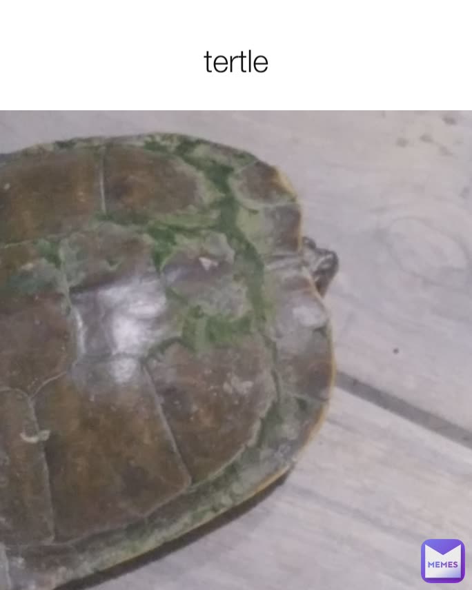 tertle