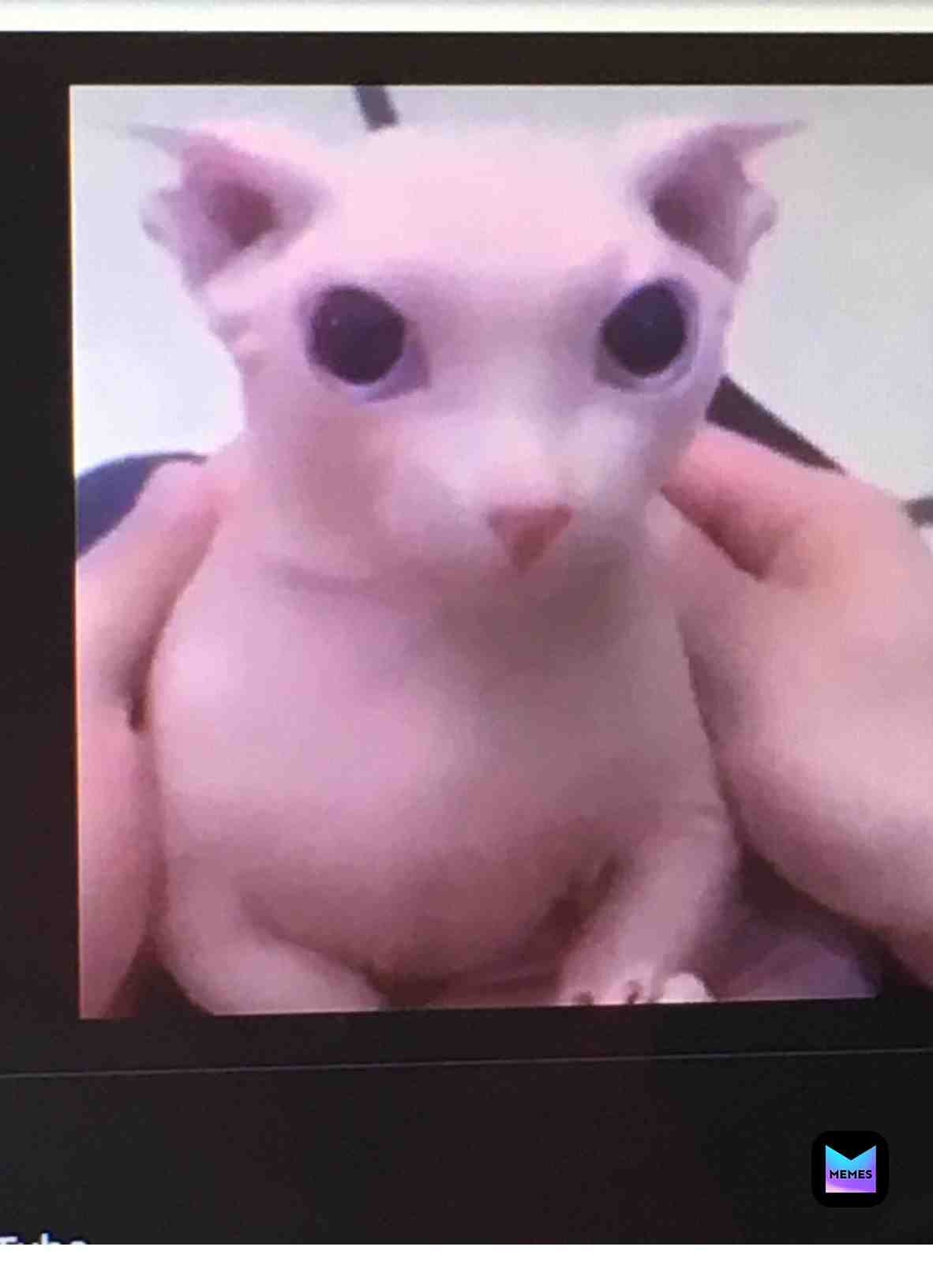 #binguscat