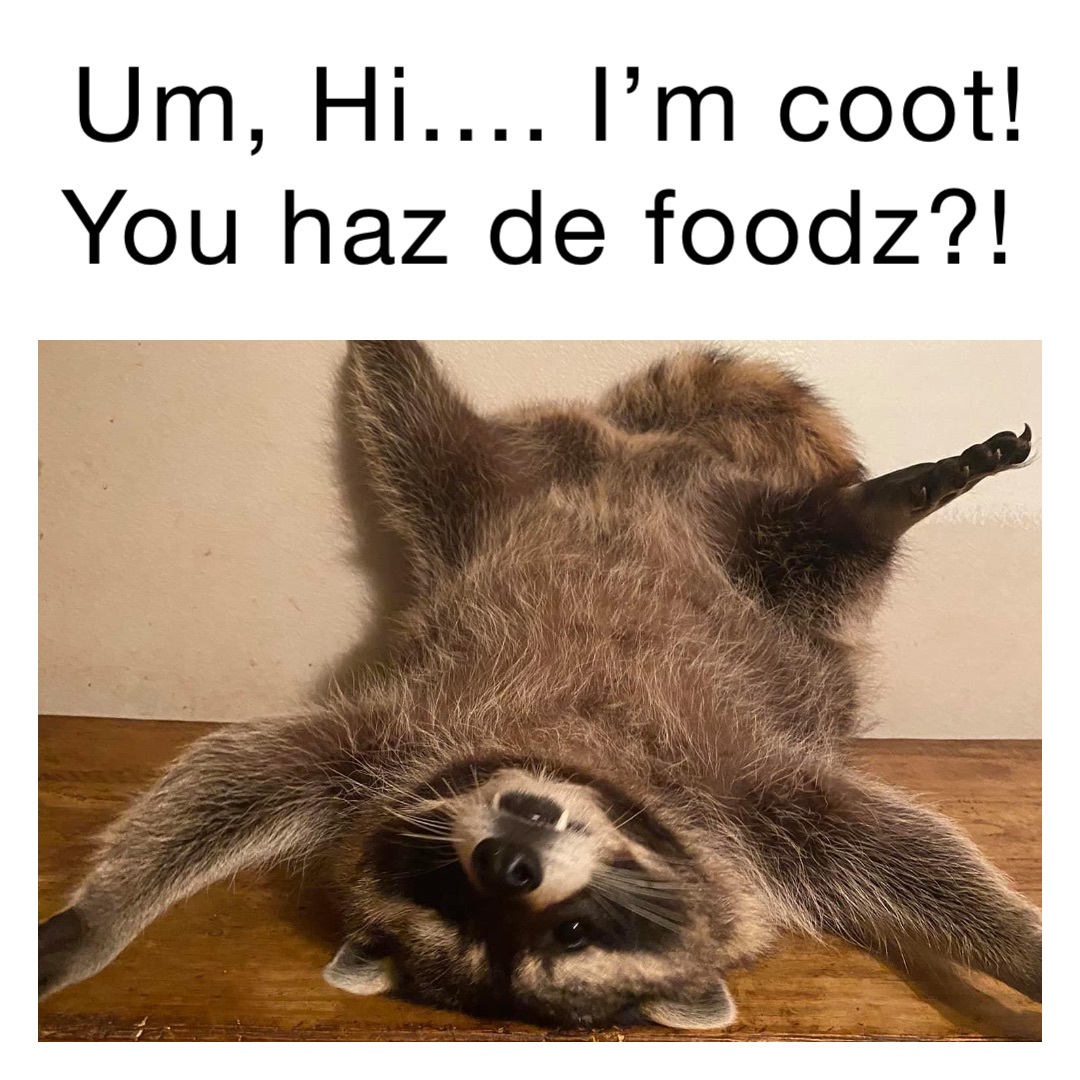 Um, Hi…. I’m coot!  You haz de foodz?!