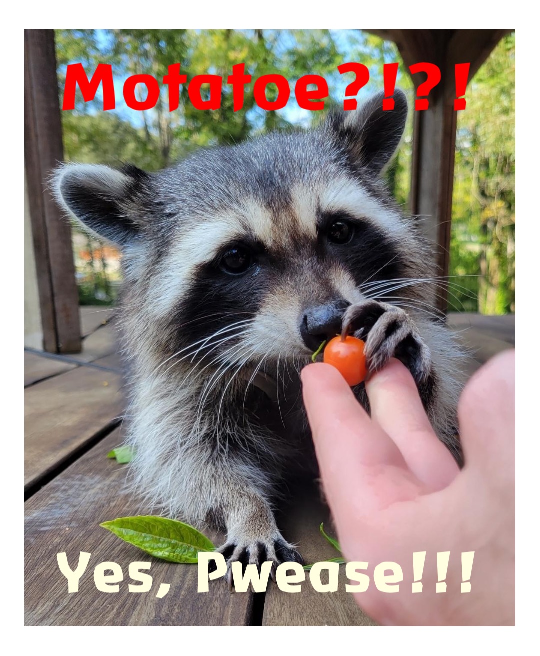 Motatoe?!?! Yes, Pwease!!!