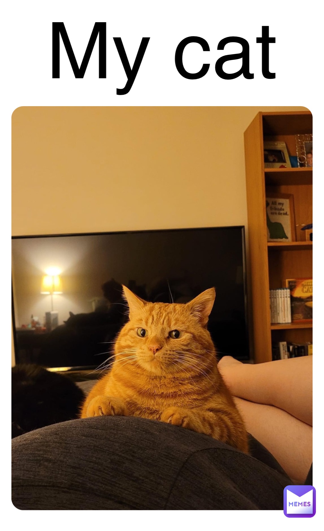 My cat