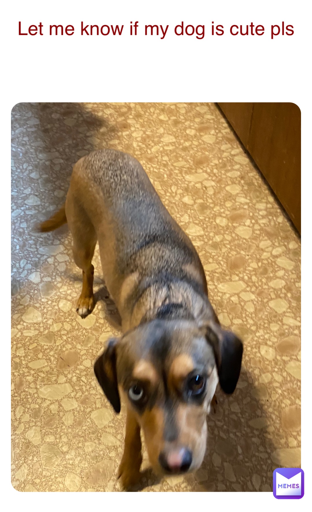 Let me know if my dog is cute pls