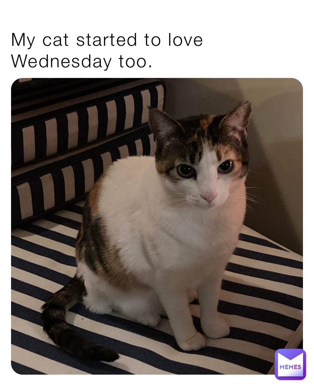 My cat started to love Wednesday too.