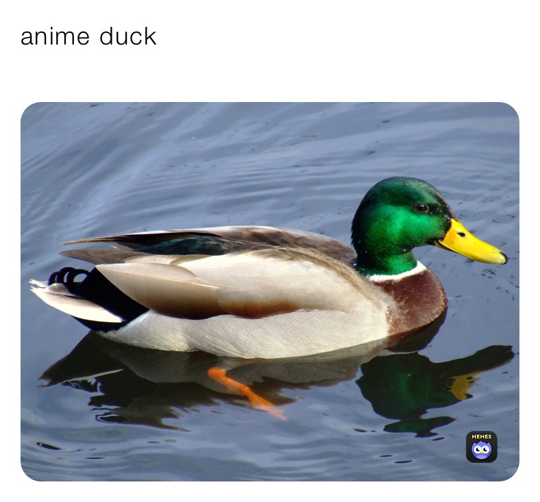 anime duck
