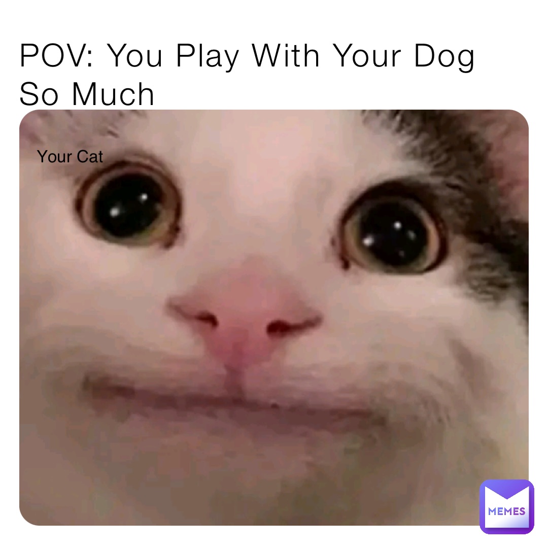 POV: You Play With Your Dog So Much Your Cat