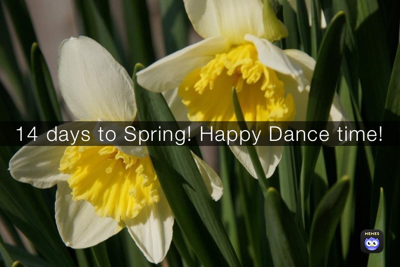 14 days to Spring! Happy Dance time!