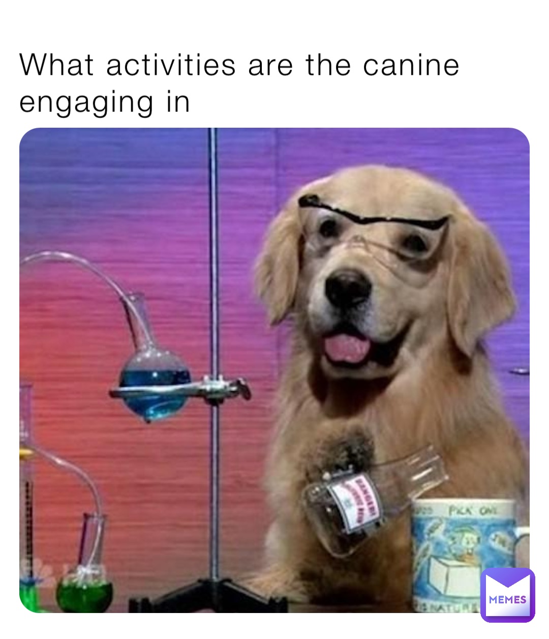 What activities are the canine engaging in